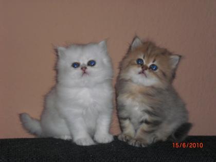 2 schmuselige Perser suchen ein Zuhause