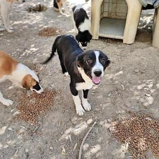 Domino sucht ein passendes Zuhause