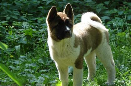 American Akita von Katana-Ken
