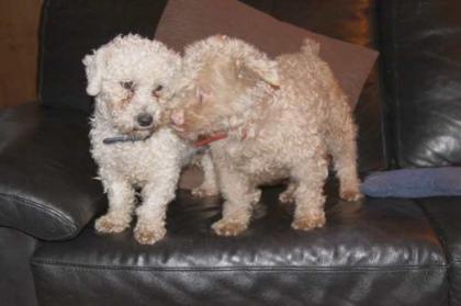 Notall 2 ältere Hunde Ronnie und Jessie