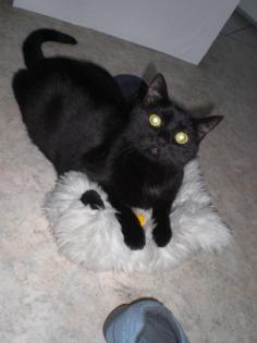 Suche für meine Katze ein neues Zuhause