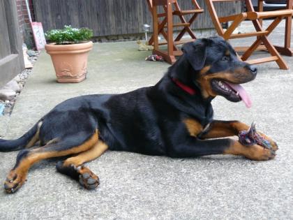 Reinrassiger Rottweiler