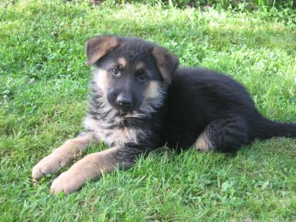 Schäferhundwelpen weiblich zu verkaufen
