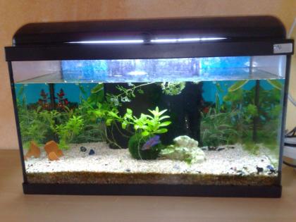 Aquarium ca. 60Liter mit integrierter BioBox und viel Zubehör