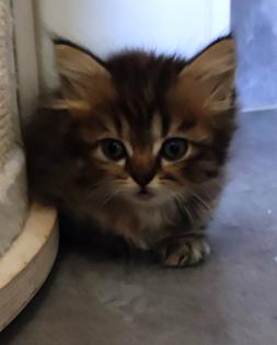 BKH und BLH Kitten suchen liebevolles Zuhause