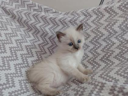 Heilige Birma Kitten