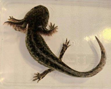 Axolotl Nachwuchs aus eigener Nachzucht