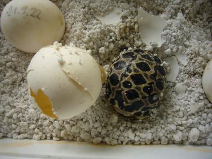 Strahlenschildkröte Astrochelys radiata DNZ 2023
