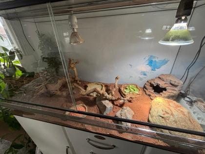 2 x Dornschwanzagamen inkl. Terrarium wegen Umbau