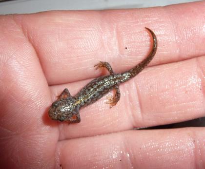 Bergmolch Ichthyosaura Triturus alpestris Nachzuchten und adulte Tiere