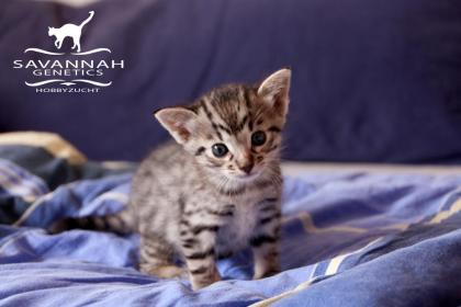 F5 SBT Savannah Kitten Silver Melanistic