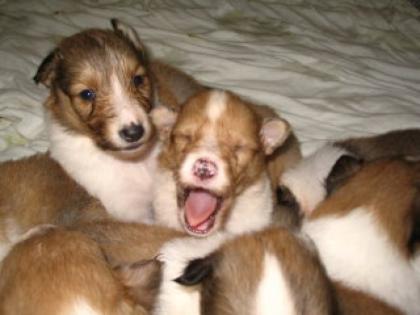 Colliewelpen mit Papieren