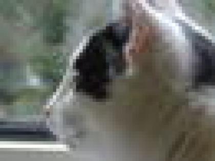 2 Katzen in gute Hände abzugeben, gratis deren Zubehör