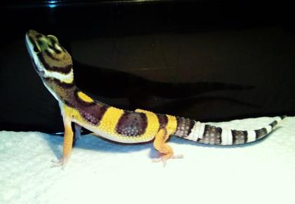 Schöne Leopardgecko Nachzuchten aus 2021 Abzugeben in Raum Frankfurt