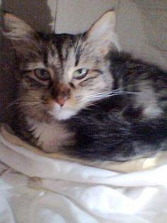 Super liebe und hübsche Tigerkatze Pelusa
