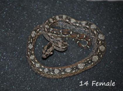 Bci Tarahumara/Mexico Zwergboa 05/21
