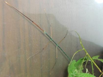 Ramulus nematodes blue