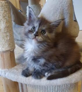Maine Coon Mädchen mit Stammbaum