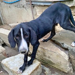 Lumpi Jagdhundmix