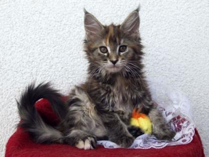 Maine Coon Katze Kitten pedigree