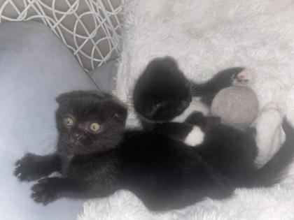 Scottish Fould kitten