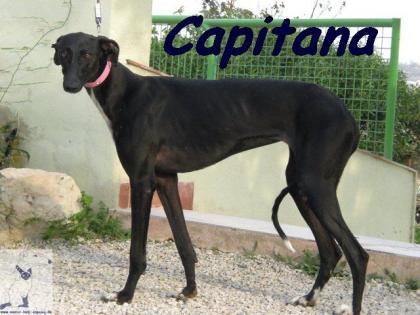 Schwarze Schönheit Capitana