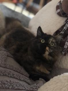 Katze Dori sucht ein liebevolles Zuhause