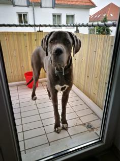 Deutsche Dogge