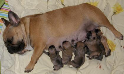 Französische Bulldoggen Welpen