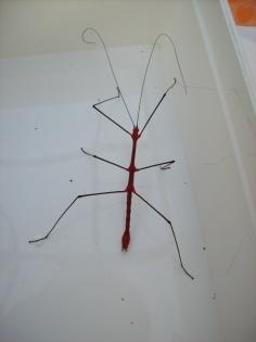 Oreophoetes peruana 5Tiere/12 Euro