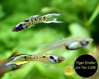Endler, Guppy, reinerbig, ab 1, 50Euro, Versand