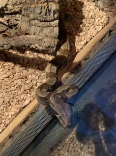 Boa Constrictor Imperator