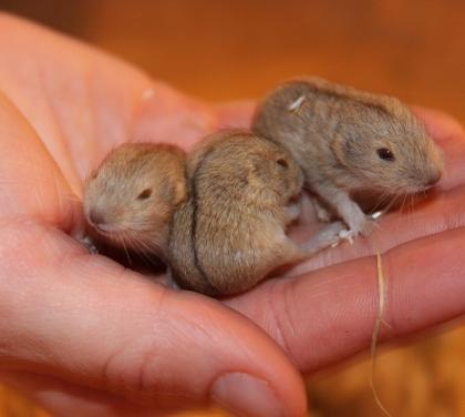 Lemming Jungtiere abzugeben