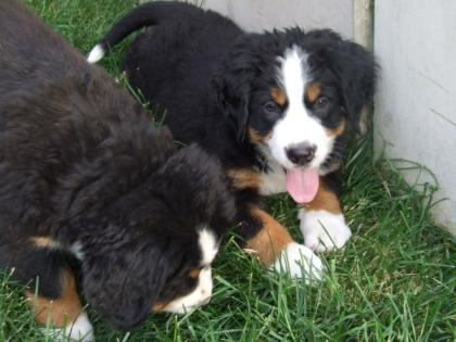 Bernersennenhundwelpen -Jetzt können wir in ein neues Zuhause.