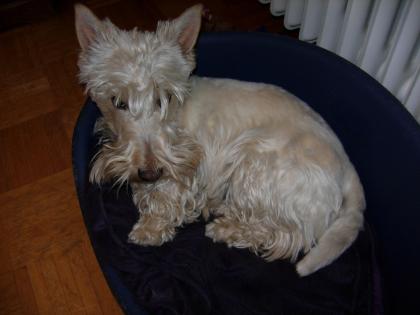Suche Rüde Scottish-Terrier Schwarz für Decken