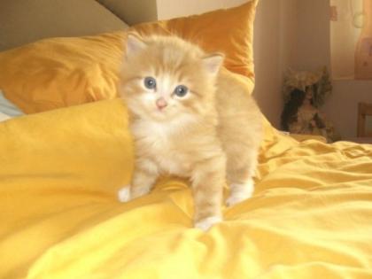 Main Coon Mix Kater, 8 Wochen alt, rot weiß getigert