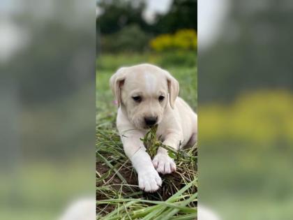 Amerikanische Bulldogge X Golden Retriever Mix welpen