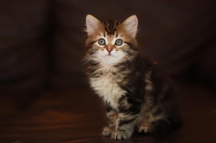 Sibirische Katzenkinder aus Bayern -