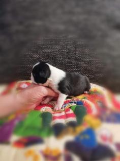 Boston Terrier Welpen
