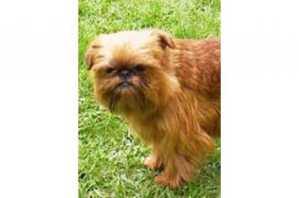 Zwerggriffon, Belgischer Griffon, Brüsseler Griffon, Petit Brabancon, kleiner Br