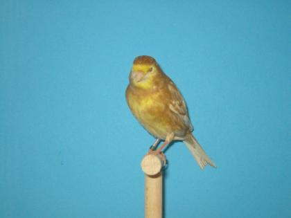 Farbkanarien abzugeben