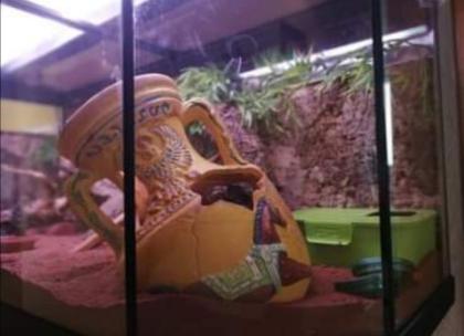 Leopardgecko mit Terrarium