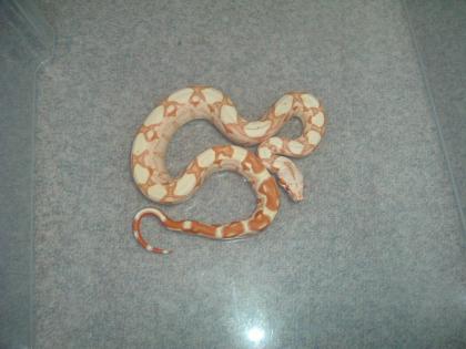 Boa Farbmorph