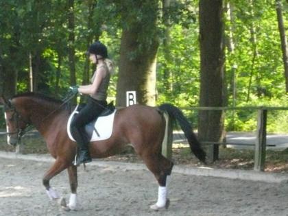 M-Dressur Sportpony Für den ambitionierten Turnierreiter