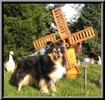 Sheltie Hochzeit