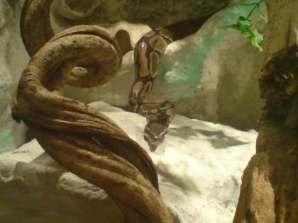 3 Pyhton regius Königspyhton