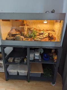 Vier Leopardgeckos mit Terrarium und Zubehör