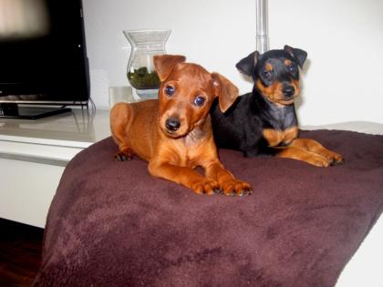 REINRASSIGE ZWERGPINSCHER WELPEN KÖLN