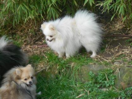 Bildschöne echte kleine Pomeranianrüden mit VDH-FCI-Papieren