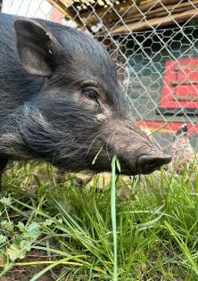Mini Schweine suchen neues Zuhause